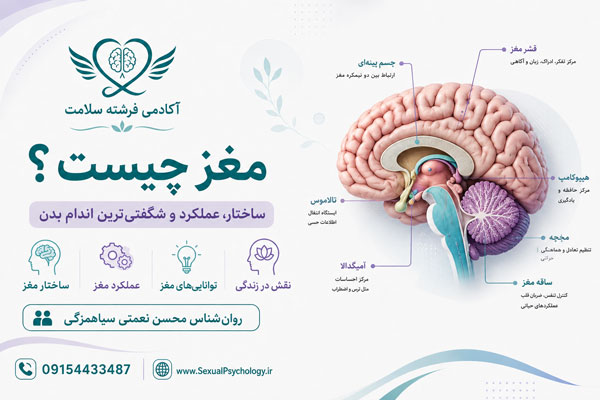 مغز چیست؟ ساختار و عملکرد مغز انسان در رفتار و روان مغز چیست؟ ساختار و عملکرد مغز انسان در رفتار و روان