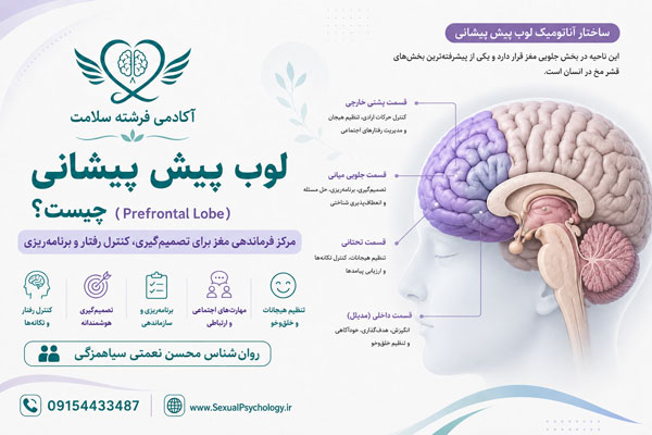 مغز چیست؟ ساختار و عملکرد مغز انسان در رفتار و روان
