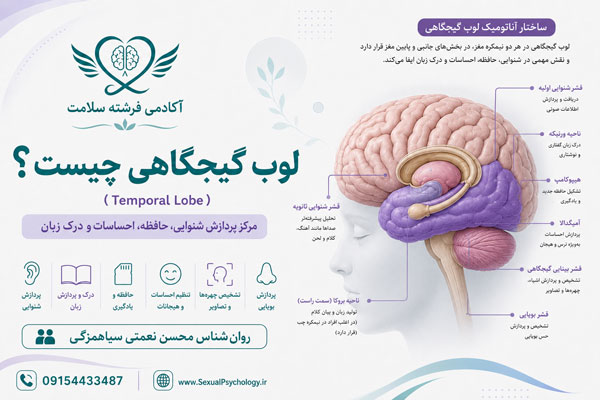 مغز چیست؟ ساختار و عملکرد مغز انسان در رفتار و روان مغز چیست؟ ساختار و عملکرد مغز انسان در رفتار و روان