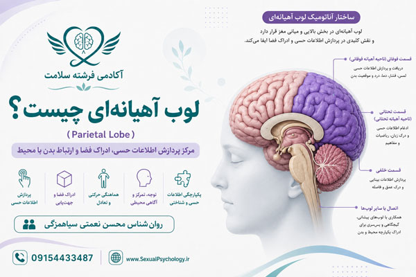 مغز چیست؟ ساختار و عملکرد مغز انسان در رفتار و روان مغز چیست؟ ساختار و عملکرد مغز انسان در رفتار و روان