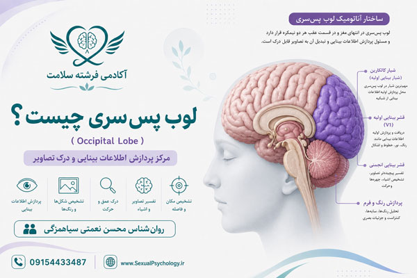 مغز چیست؟ ساختار و عملکرد مغز انسان در رفتار و روان مغز چیست؟ ساختار و عملکرد مغز انسان در رفتار و روان