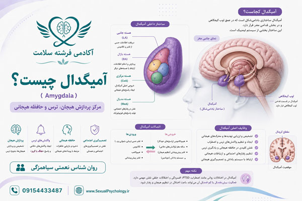 مغز چیست؟ ساختار و عملکرد مغز انسان در رفتار و روان مغز چیست؟ ساختار و عملکرد مغز انسان در رفتار و روان