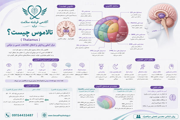 تالاموس (Thalamus) چیست؟ تالاموس (Thalamus) چیست؟