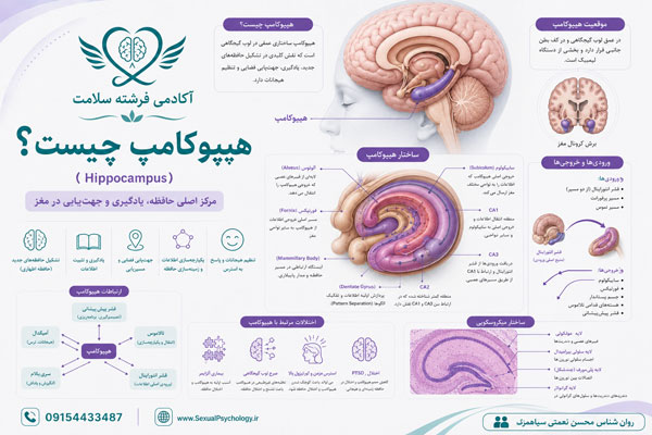 مغز چیست؟ ساختار و عملکرد مغز انسان در رفتار و روان مغز چیست؟ ساختار و عملکرد مغز انسان در رفتار و روان