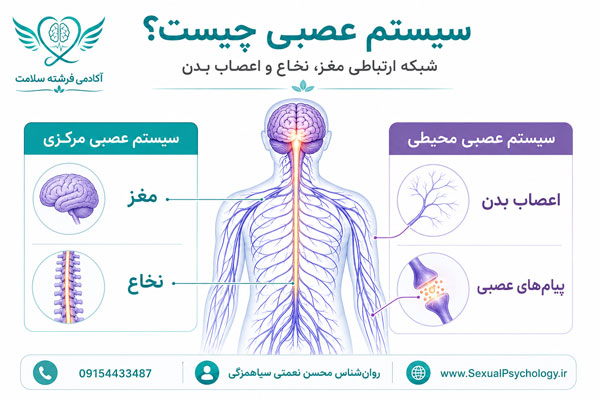 نمای کلی سیستم عصبی مرکزی و محیطی شامل مغز، نخاع و اعصاب بدن